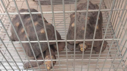 Los animales silvestres no son mascotas: recuperan dos tortugas morrocoy en Salamina