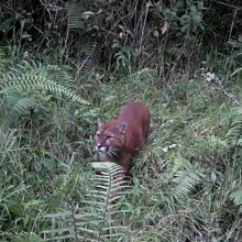 Todavía acecha la intranquilidad en la vereda Montaño de Villamaría por presencia del puma