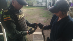 Recuperan cuatro aves, una nutria y una serpiente en Victoria (Caldas)