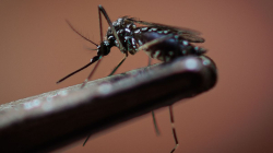 La OPS advierte que se espera la peor temporada de dengue en la historia en América Latina