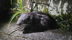Una guagua falsa murió en la vía Marquetalia - Victoria