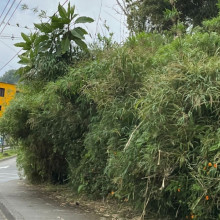 En el barrio La Sultana de Manizales un matorral ocupa el sendero peatonal