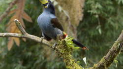 Invitan a la comunidad a alzar su mirada y conocer de aves de Caldas 