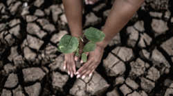 El cambio climático será la principal causa del declive de biodiversidad a mitad de siglo