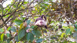 Le siguen la pista a mono capuchino del Pacífico reportado en Manizales