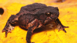 En la U. de Caldas descubren nueva especie de sapo para Colombia: Rhinella kumanday