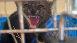 Corpocaldas libera un yaguarundí que fue rescatado en Chinchiná