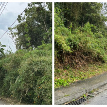 Podaron el matorral de La Sultana en Manizales