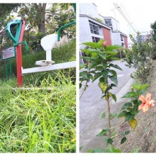 Podan maleza en el parque del barrio Sáenz de Manizales
