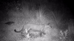 Nuevo registro en video del puma que ronda por la vereda Montaño de Villamaría (Caldas)