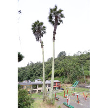 Palma genera zozobra por miedo a que se desplome en el barrio Los Nogales de Manizales