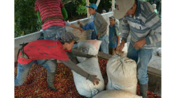 Construirán centro de industrialización de café este año en Manizales