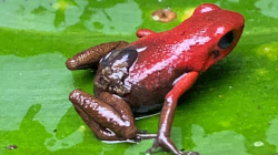 Exploran la belleza del PNN Selva de Florencia, entre Samaná y Pensilvania (Caldas)