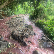 Tono rojizo en la quebrada Cristales de Manizales se diluye, pero preocupa a habitantes