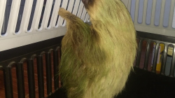 En la vereda El Placer (Marquetalia) protegen un perezoso y lo entregan a Corpocaldas