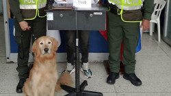 Los perros Ali y Max metieron la nariz y los hicieron capturar en la Terminal de Manizales