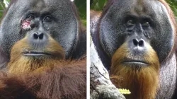 Un orangután, el primer animal al que ven curarse una herida con una planta medicinal