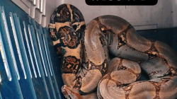 Encuentran una serpiente alrededor de una vivienda en Fresno (Tolima)