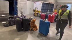 Capturan en el aeropuerto de Pereira a un extranjero por tráfico de estupefacientes