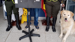 El perro Max lo pilló con el vicio entre la multitud en la Terminal de Manizales