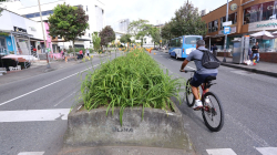 Se respetará espacio de los árboles para reducir separador de la av. Santander: Alcaldía