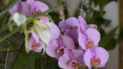 Las orquídeas y el palo de rosa son especies amenazadas por comercio medicinal