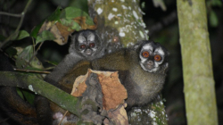 Monos nocturnos: expertos alertan sobre peligros de electrocución en el Eje Cafetero