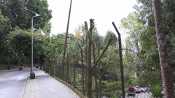 Continúa poda de árboles entre Fátima y el estadio (Manizales): la vía ya está habilitada