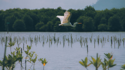 Descubre por qué los manglares son vitales para Colombia