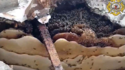 Video: así controlaron enjambre de abejas en estación del cable aéreo de Manizales