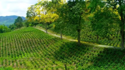 El futuro del Paisaje Cultural Cafetero: ¿está en riesgo?