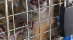 Escondía en su bolso un mono enfermo y domesticado