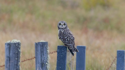 Reportes de búhos que sorprenden en Caldas: conozca qué especies y en dónde se vieron