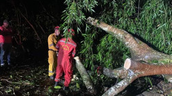 Fuertes lluvias causaron caída de árboles en la vía entre Filadelfia y La Felisa (Caldas)