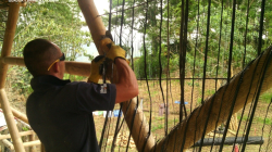 Caldense pasó de tramitar documentos a exportar guadua: conozca su historia