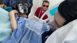 A un paciente en Manizales le faltaba despedirse de su mascota Tommy para descansar en paz