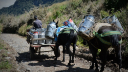 Crisis lechera: productores colombianos, en disputa con EE.UU., ¿se renegociará el TLC?