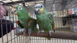 Tenían loras como mascotas: Corpocaldas y la Policía se las decomisaron