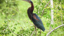 Registran en Caldas una de las garzas más bellas del mundo: Agamia agami