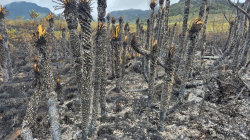 Ojo con las fogatas: Bomberos Manizales controla incendio en el Páramo de Letras