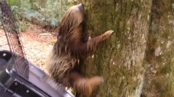 Video: así liberaron al perezoso que fue rescatado en Manizales