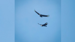 Calima y Pipintá, pareja de cóndores en Caldas que hace frente a su extinción en Colombia