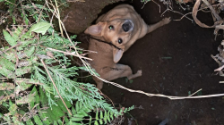 Bomberos rescatan perro que cayó en hueco