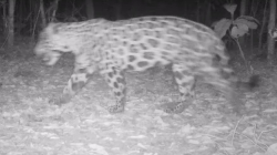 Video: logran grabar un jaguar en Caldas después de 25 años 