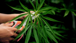 Habrá marcha por la liberación de la marihuana este domingo en Manizales: Feria Cannábica