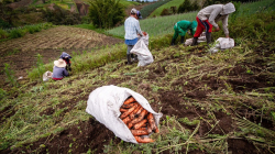 ¿Quiere comprar tierras?: 4 pasos para tener subsidio, Gobierno habilitó $13 mil millones