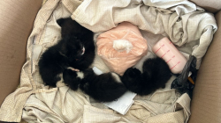 Ya toman tetero: el mensaje con el que dejaron gatos huérfanos