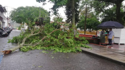 Video: Aguacero desprende ramas de un árbol e inunda una calle de Riosucio (Caldas)