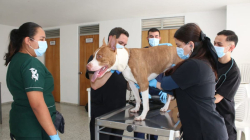 Bosques del Norte se puso en modo universitario