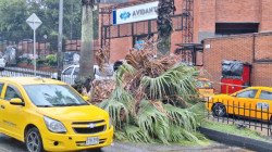 Emergencia en Manizales por fuerte aguacero: caen árboles y se inundan sectores